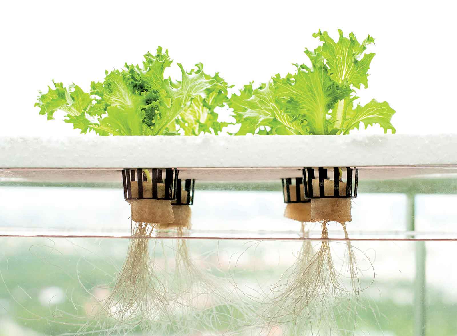 dwc-hydroponics-e1459512409966_www.citycrop